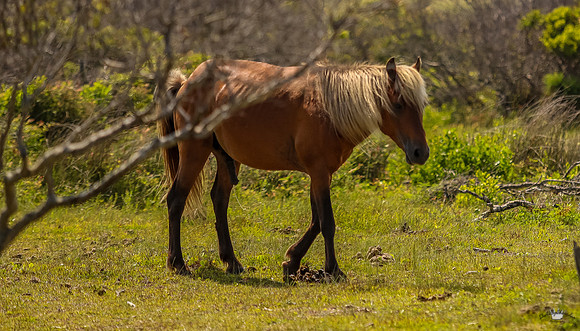 sdkshacklefordbanks-126