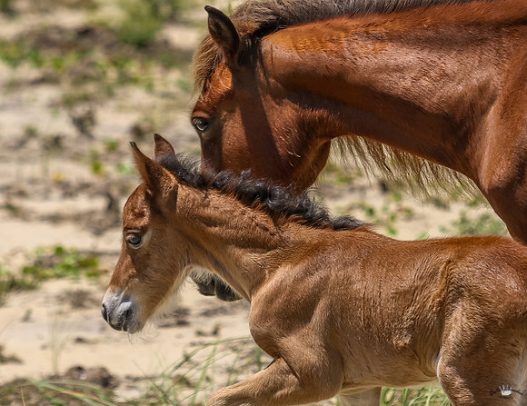 sdkshacklefordbanks-66