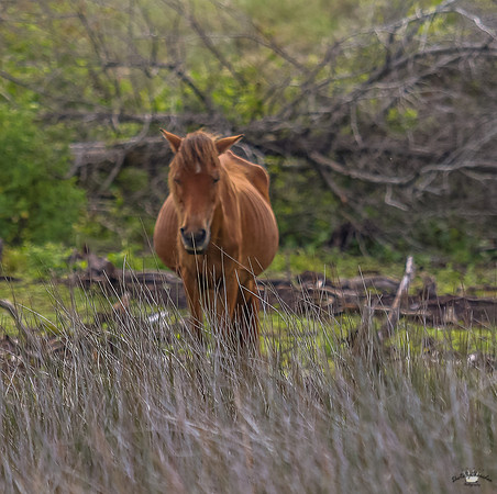 ponypatrol2025-16
