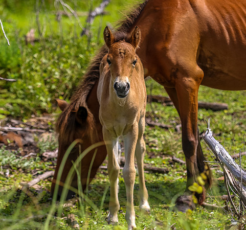 ponypatrol2025-71