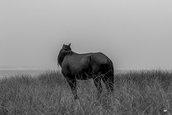 sdkshacklefordbanks-25