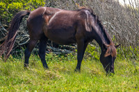 sdkshacklefordbanks-50