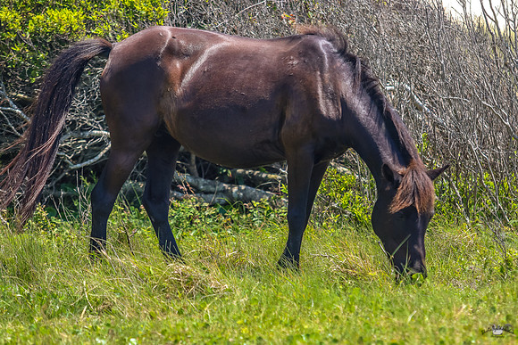 sdkshacklefordbanks-50