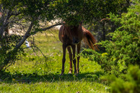 sdkshacklefordbanks-45