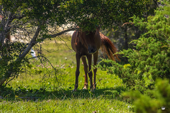 sdkshacklefordbanks-45