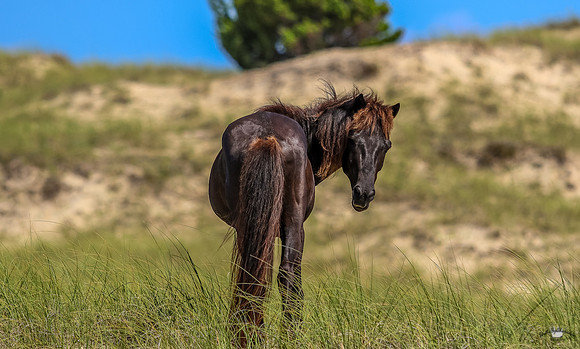 sdkshacklefordbanks-131