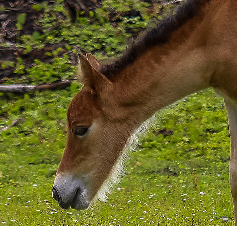 ponypatrol2025-47