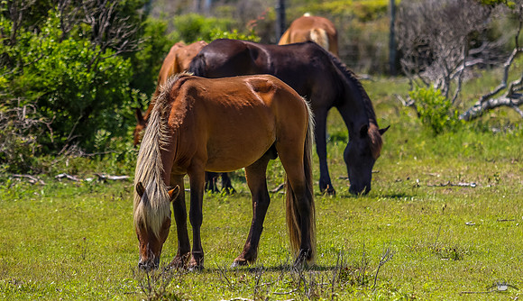 sdkshacklefordbanks-81
