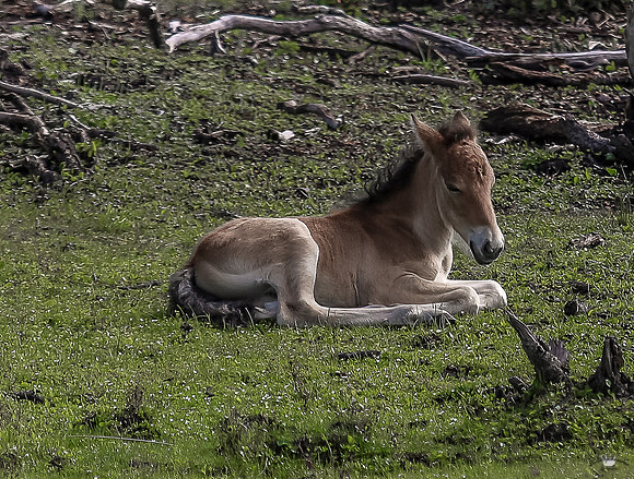 ponypatrol2025-32