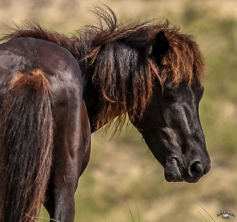 sdkshacklefordbanks-132