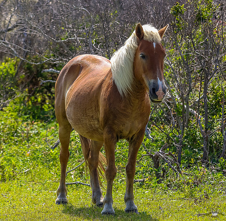 sdkshacklefordbanks-125