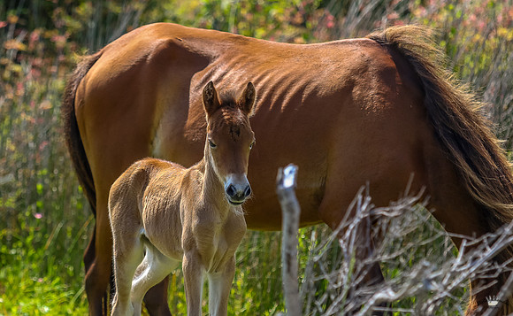 sdkshacklefordbanks-119