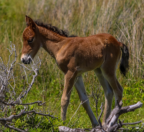 sdkshacklefordbanks-102