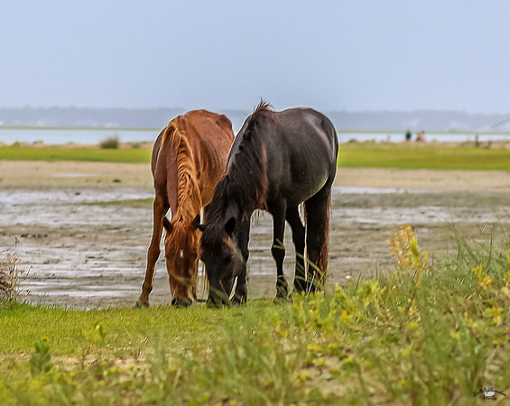 sdkshacklefordbanks-39