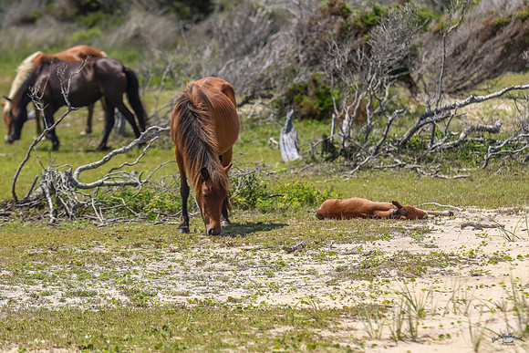 sdkshacklefordbanks-77