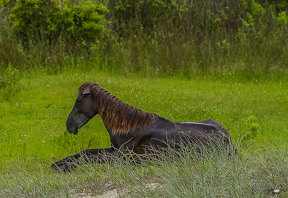 sdkshacklefordbanks-8