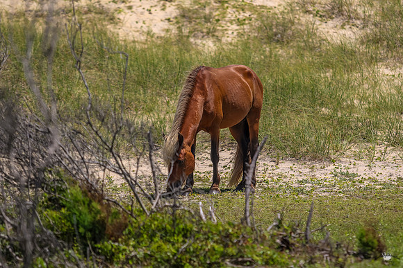 sdkshacklefordbanks-51