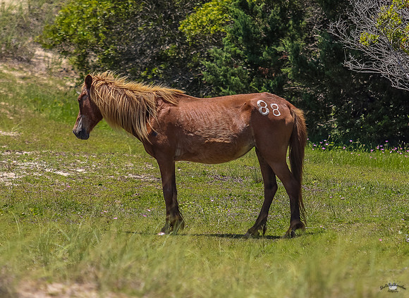 sdkshacklefordbanks-44