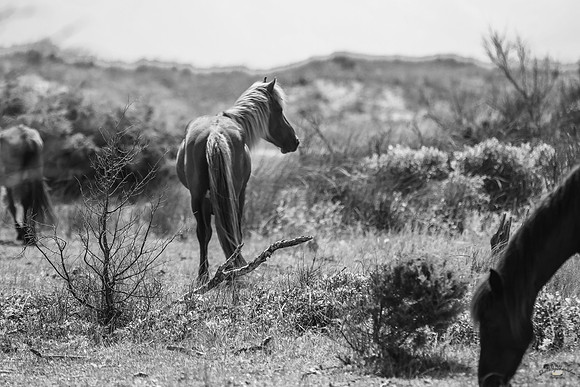 sdkshacklefordbanks-128