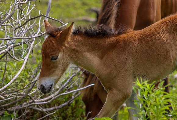ponypatrol2025-63