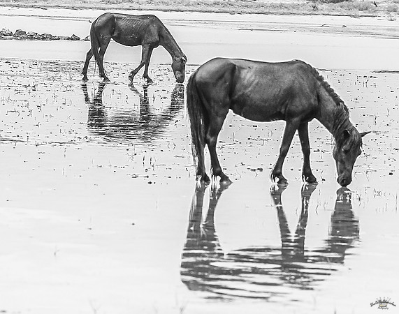 sdkshacklefordbanks-34
