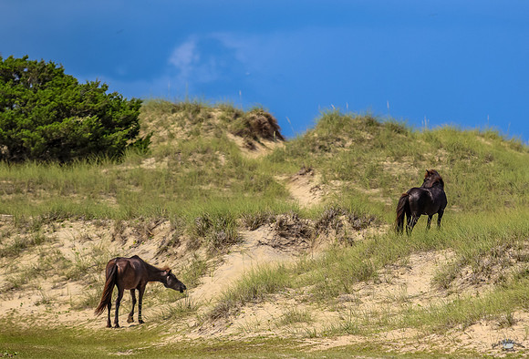 sdkshacklefordbanks-129