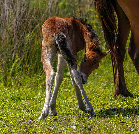 sdkshacklefordbanks-113