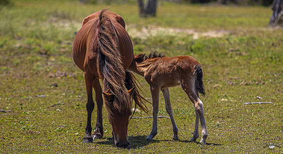 sdkshacklefordbanks-56