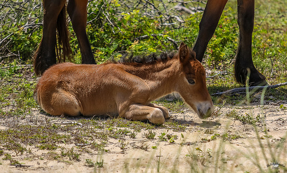 sdkshacklefordbanks-75