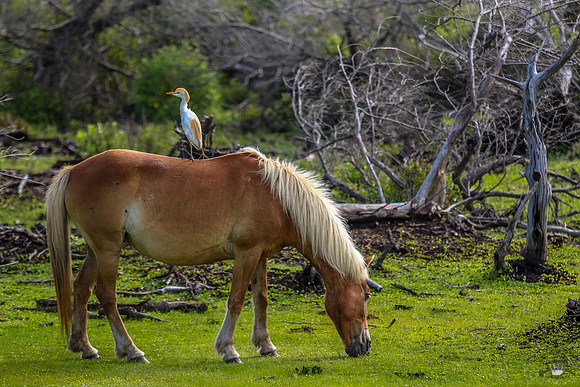 ponypatrol2025-29