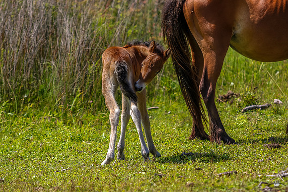 sdkshacklefordbanks-111