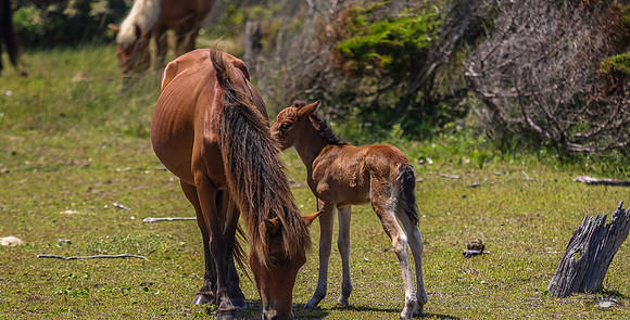 sdkshacklefordbanks-55