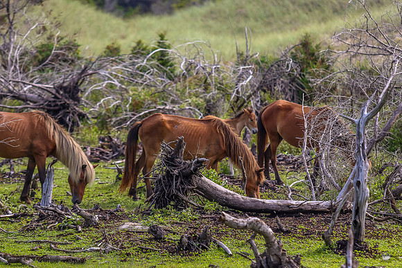 ponypatrol2025-40