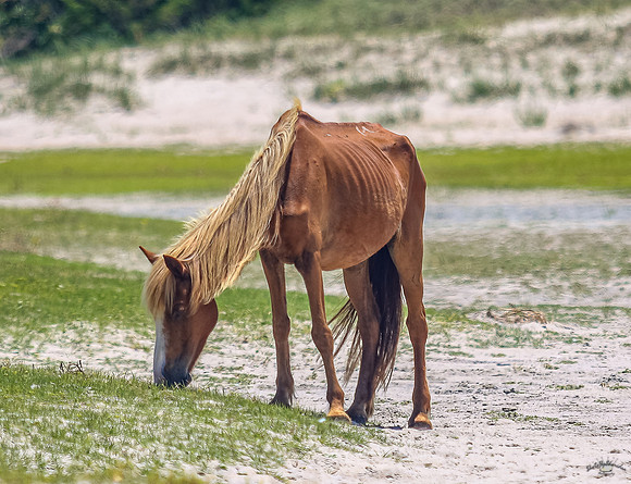 sdkshacklefordbanks-41