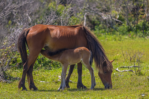 sdkshacklefordbanks-79
