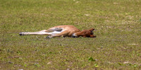 sdkshacklefordbanks-48