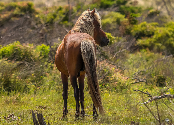 sdkshacklefordbanks-127
