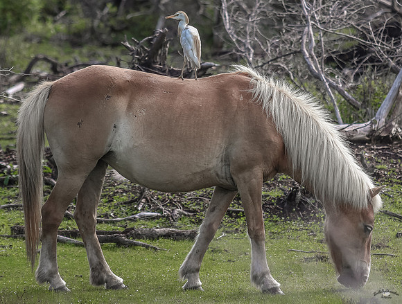ponypatrol2025-28