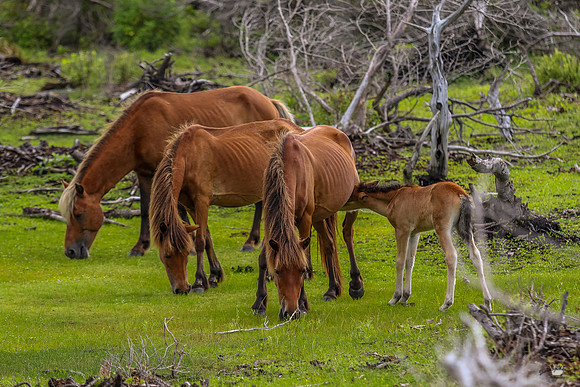 ponypatrol2025-43