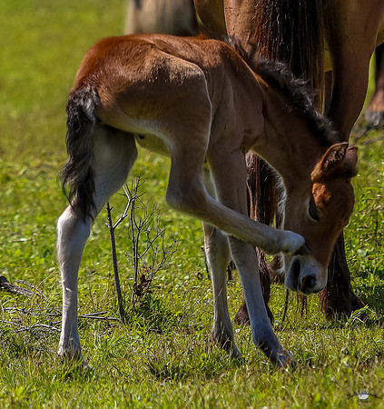 sdkshacklefordbanks-85