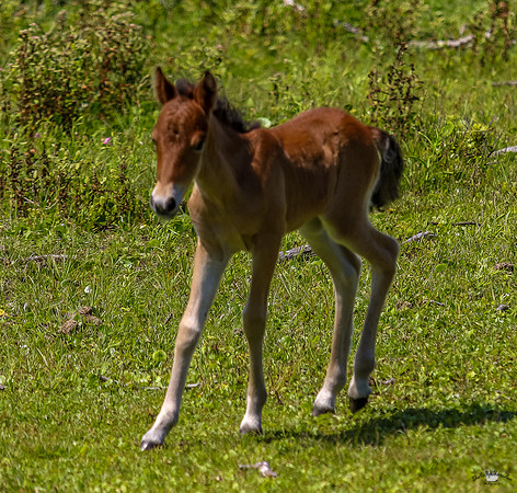 sdkshacklefordbanks-94