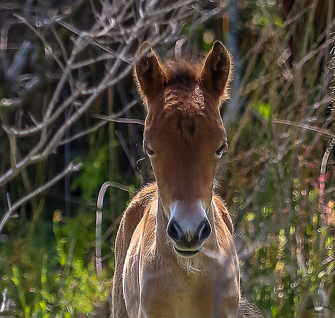 sdkshacklefordbanks-121