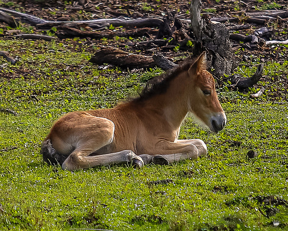 ponypatrol2025-23