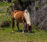 sdkshacklefordbanks-54