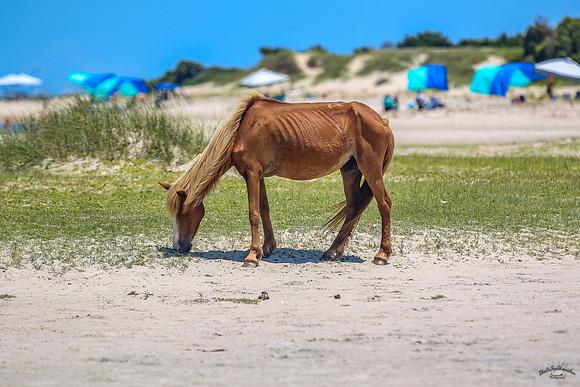 sdkshacklefordbanks-43