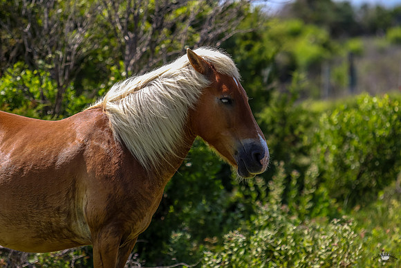 sdkshacklefordbanks-124