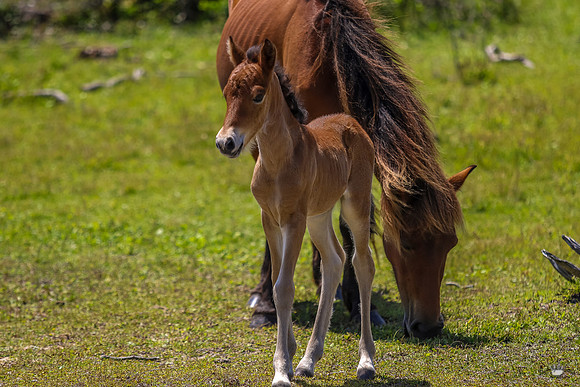 sdkshacklefordbanks-70
