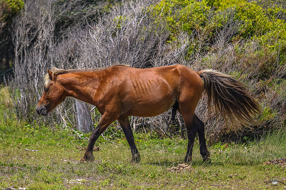 sdkshacklefordbanks-74