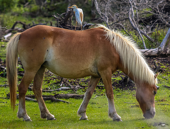 ponypatrol2025-27