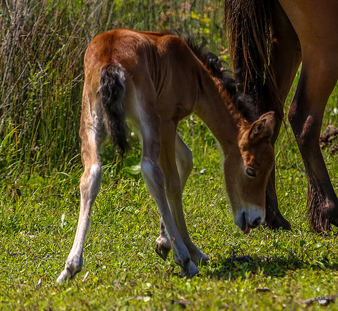 sdkshacklefordbanks-114